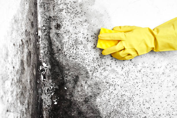 Best Fast Mold Removal  in Highland, CA