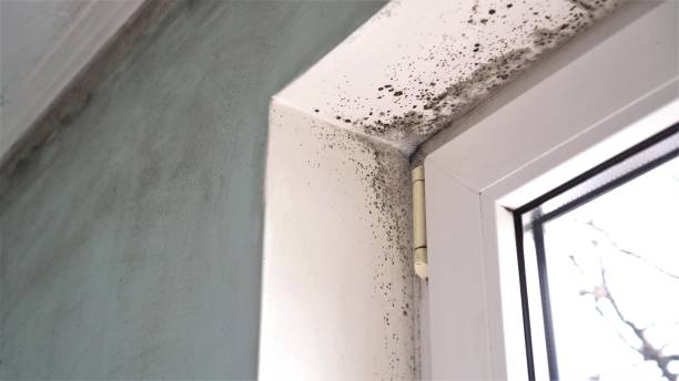 Mold Testing and Removal in Highland, CA