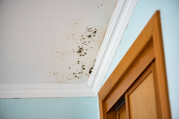 Best Mold Removal and Inspection  in Highland, CA