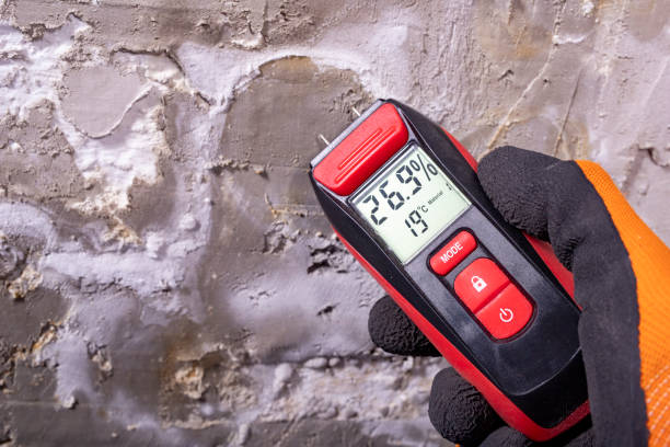 Best Toxic Mold Removal  in Highland, CA