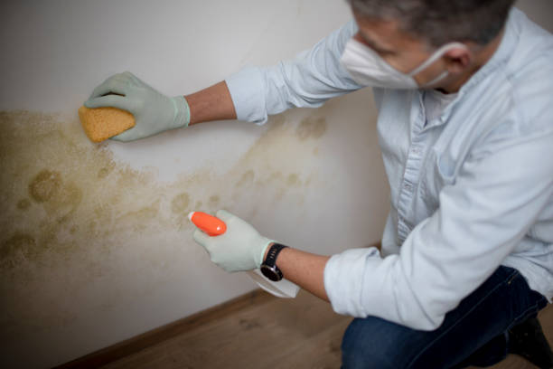 Best Local Mold Removal Service  in Highland, CA