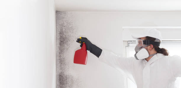 Mold Removal and Inspection in Highland, CA