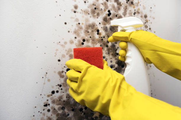 Best Commercial Mold Removal  in Highland, CA