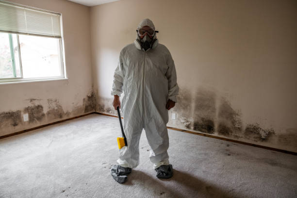 Best Mold Damage Repair  in Highland, CA