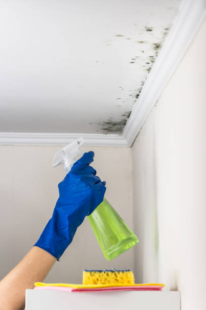 Best Toxic Mold Removal  in Highland, CA